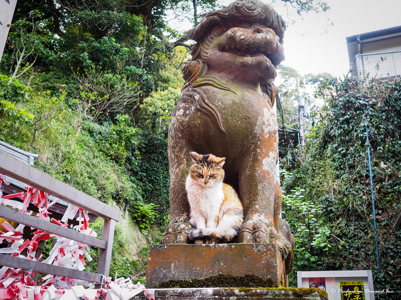 狛犬と猫　藤沢・江島神社